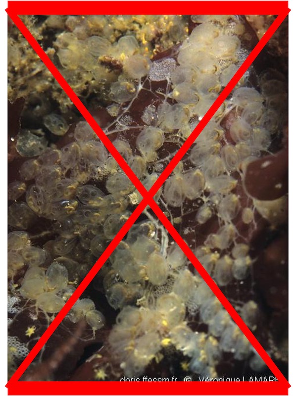 Perophore japonaise PAS VUE