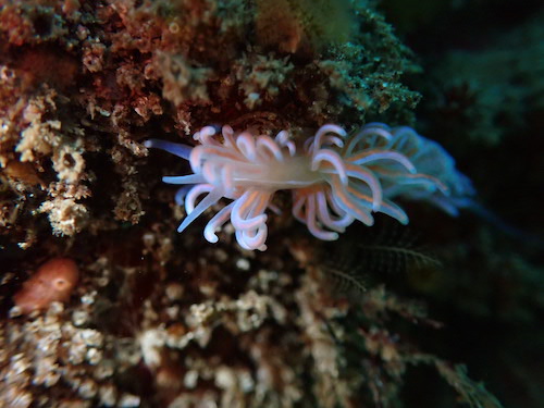 Nudibranche corail