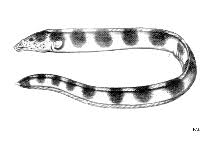 Serpenton à selles