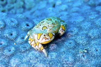Crabe porcelaine des Canaries