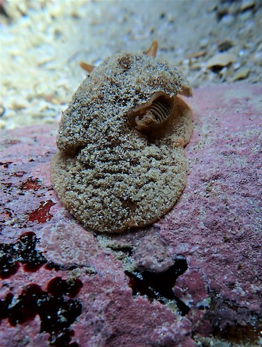 Pleurobranche verruqueux