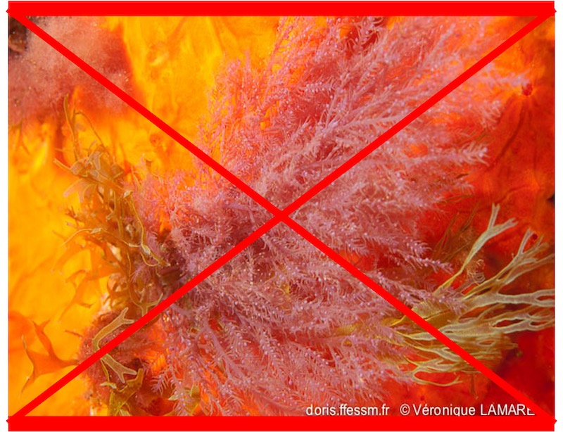 Plume épineuse rouge PAS VUE