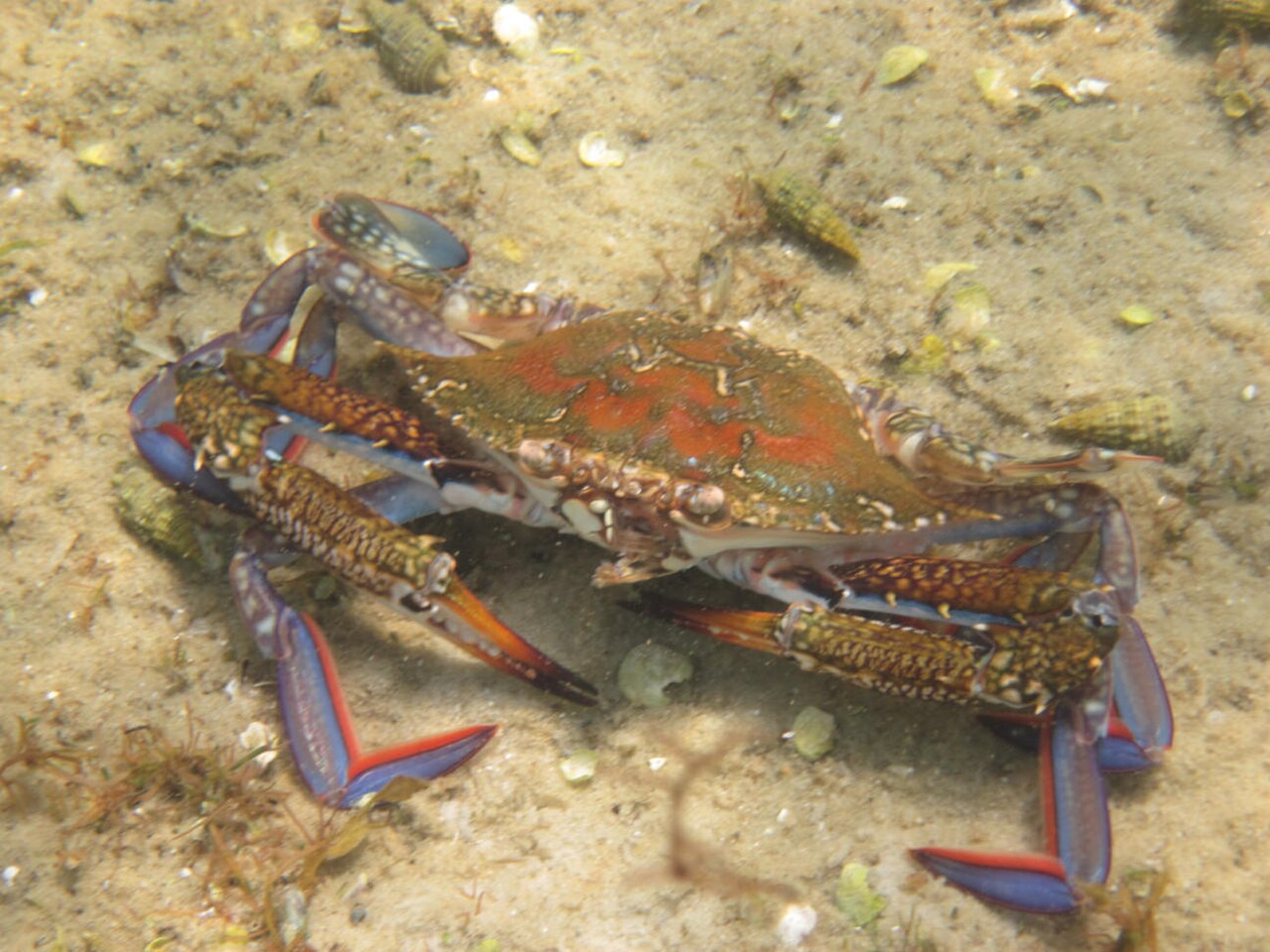 Crabe bleu nageur de Mer Rouge