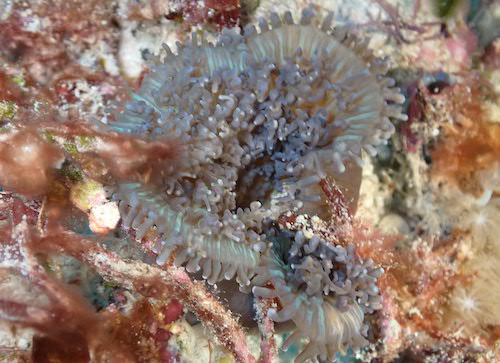Anémone disque