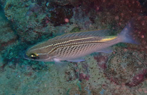 Scolopsis arabe