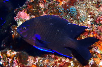 Demoiselle des Canaries