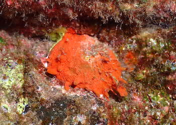 Spondyle du Sénégal