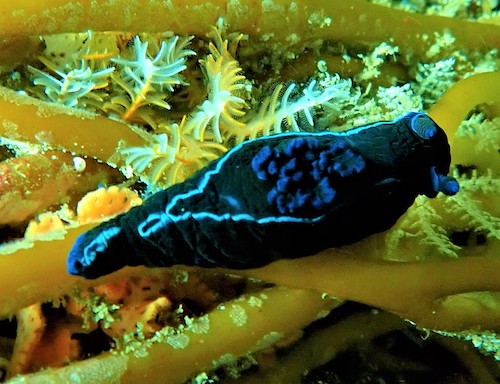 Tambja du Cap