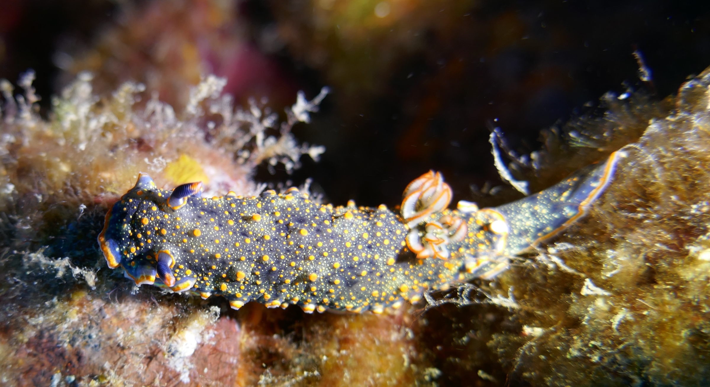 Chromolaichma d’Edmunds