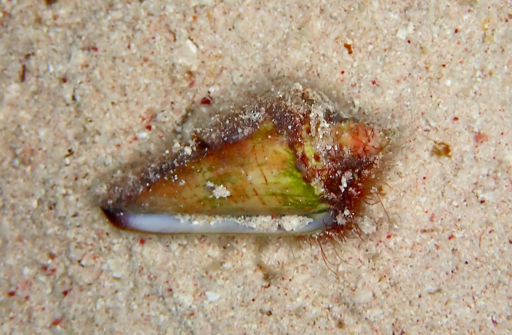 Cône annelé
