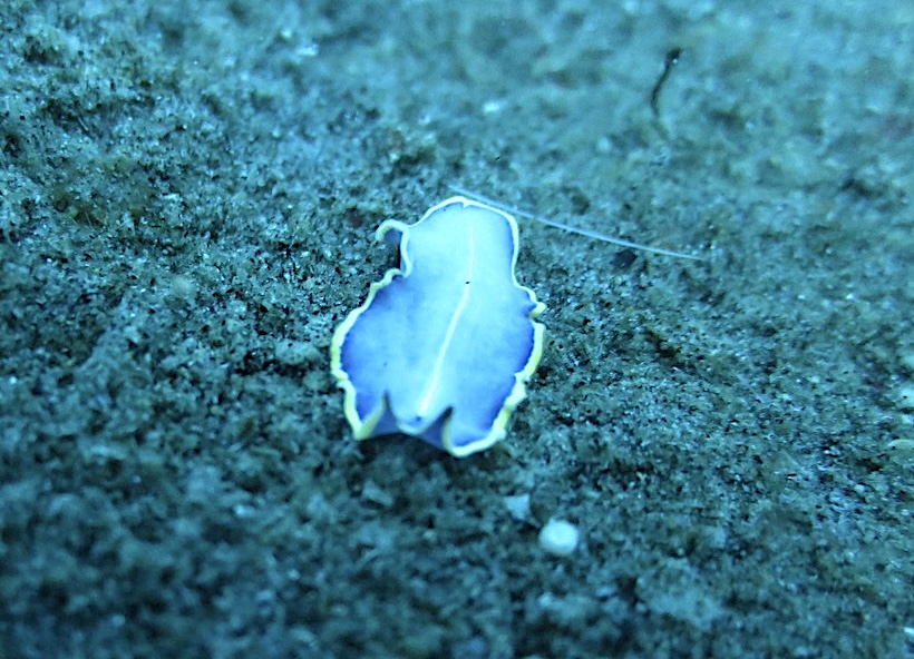 Plathelminthe bleu