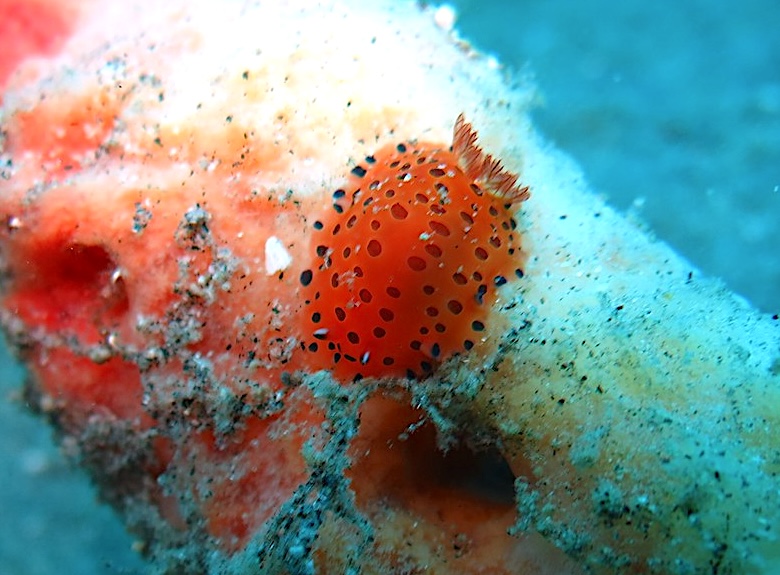 Dendrodoris tachetée
